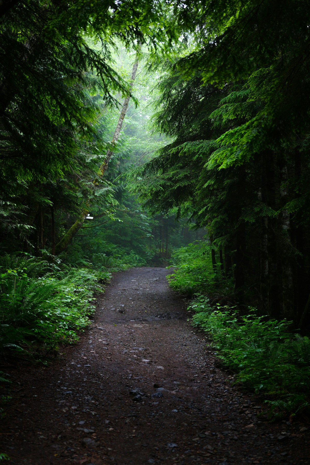 A winding footpath through a green forest in soft mist